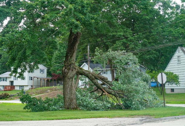 How Our Tree Care Process Works  in  Palestine, IL